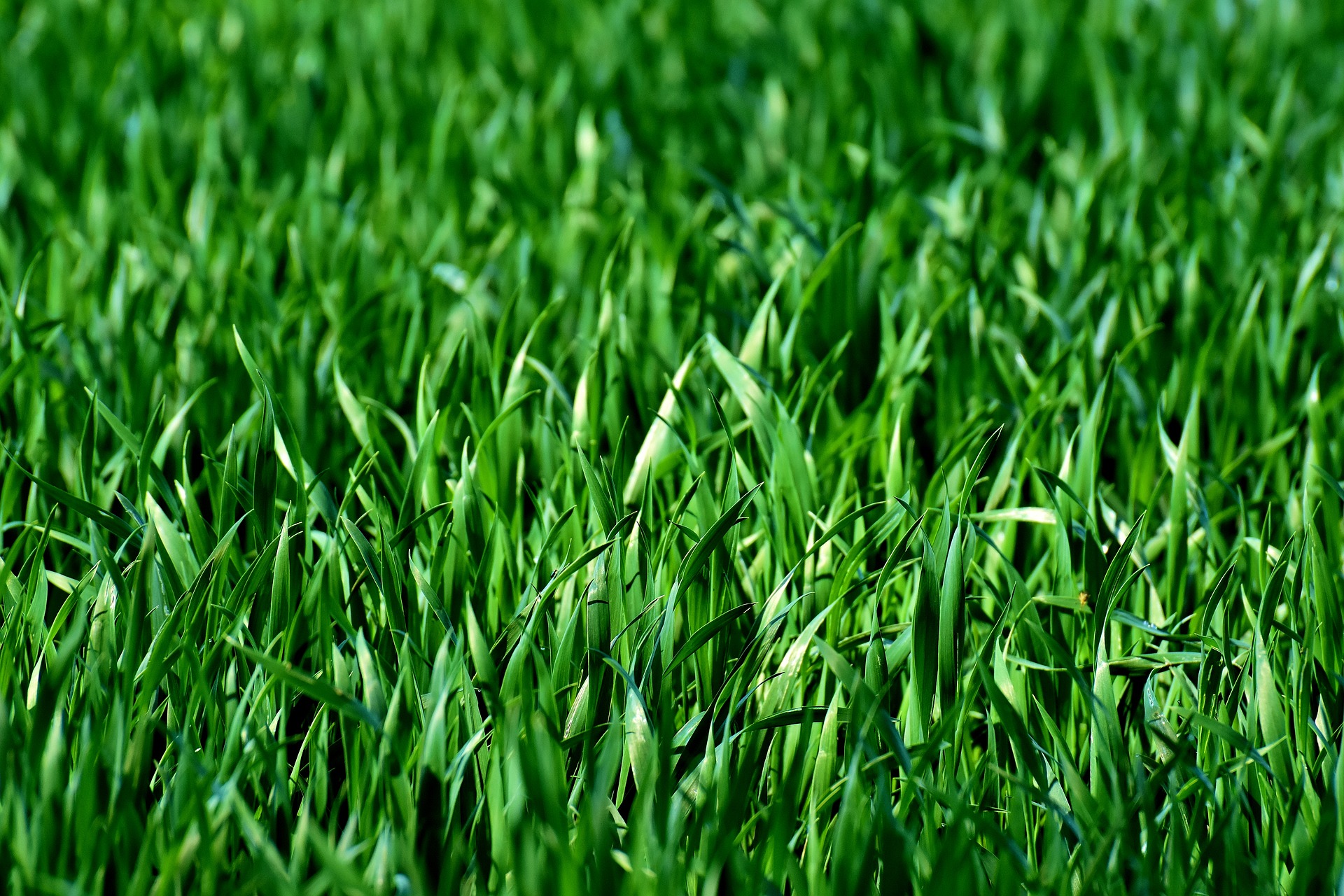 Green lavish grass