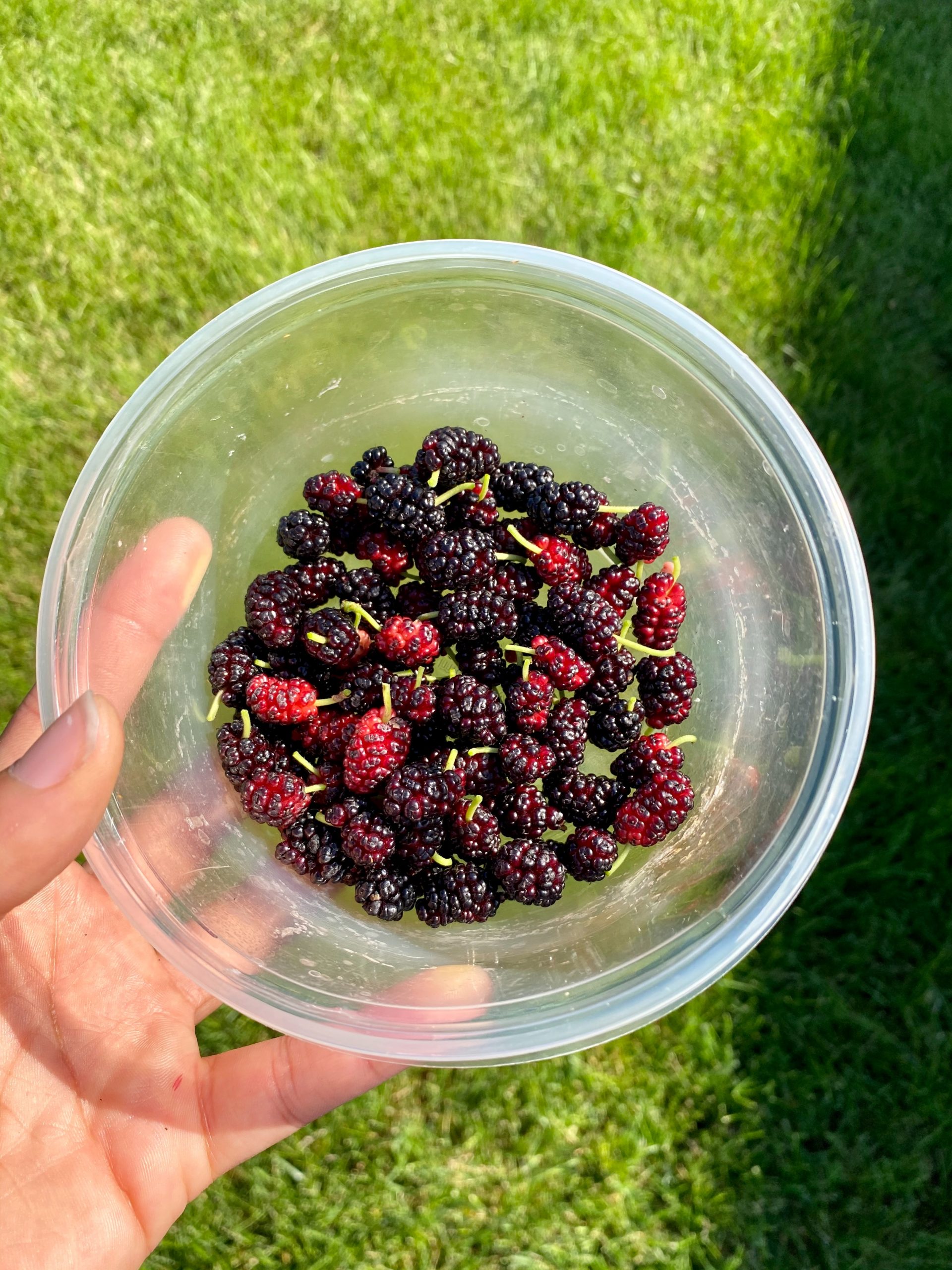 mulberries in a bowl