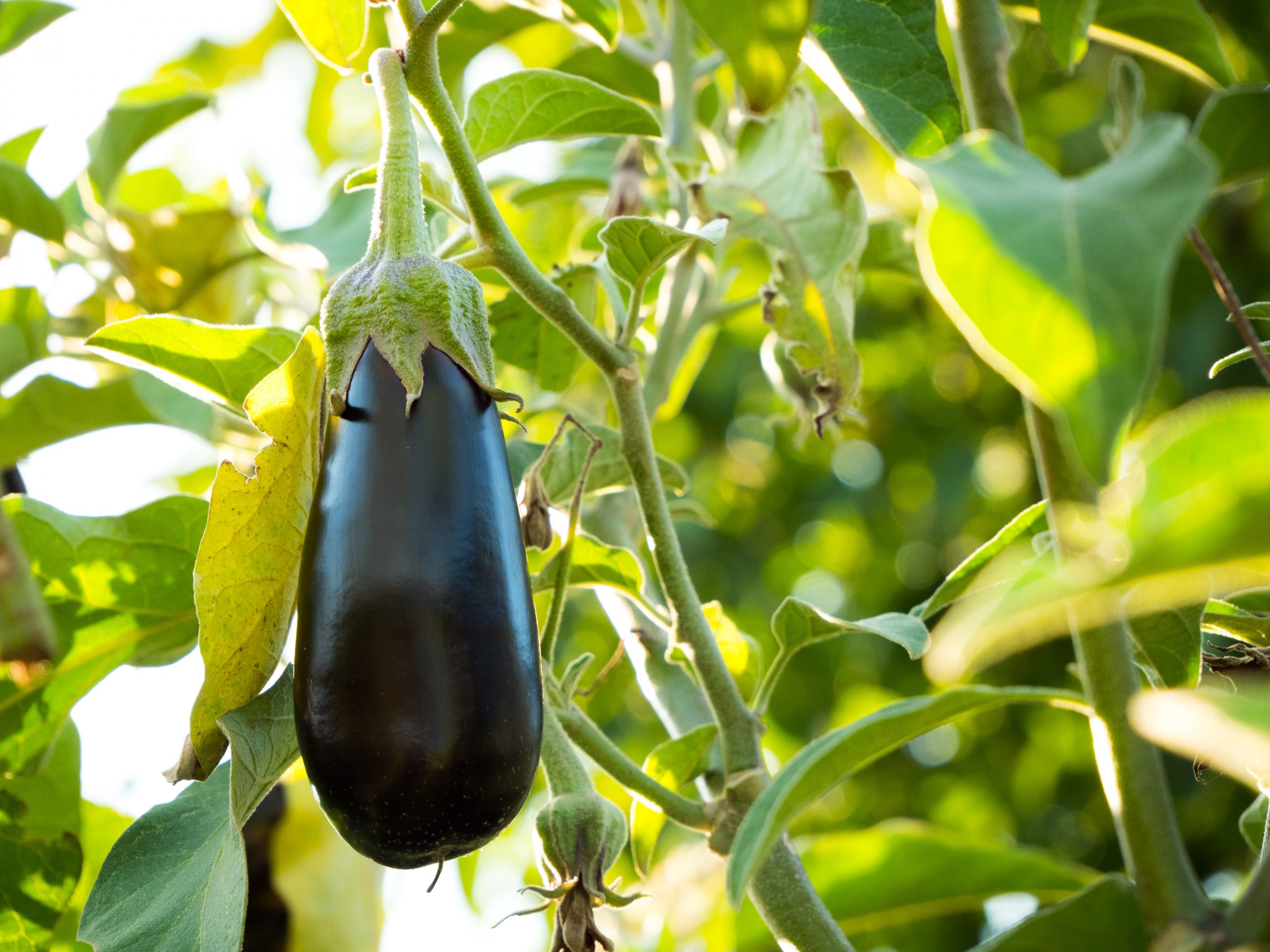 eggplant on a tree