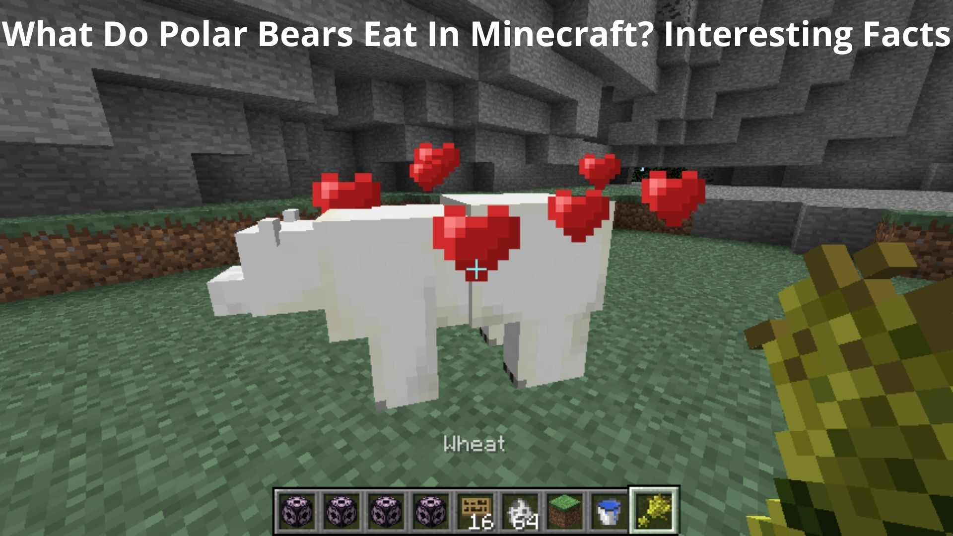 What Do Polar Bears Eat In Minecraft