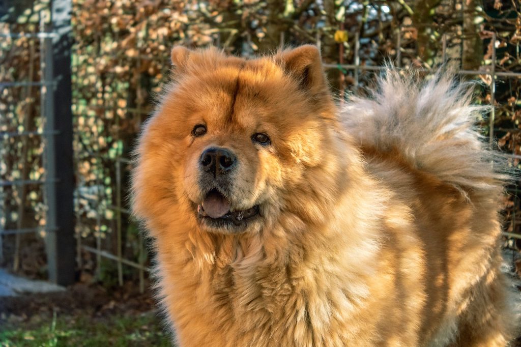 Chow Chow dog price in India