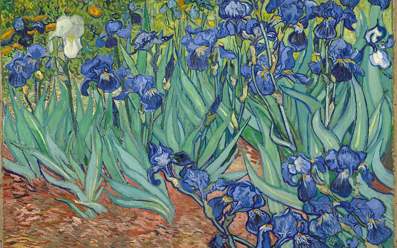 Irises Vincent Van Gogh Famous 